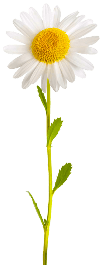 daisy