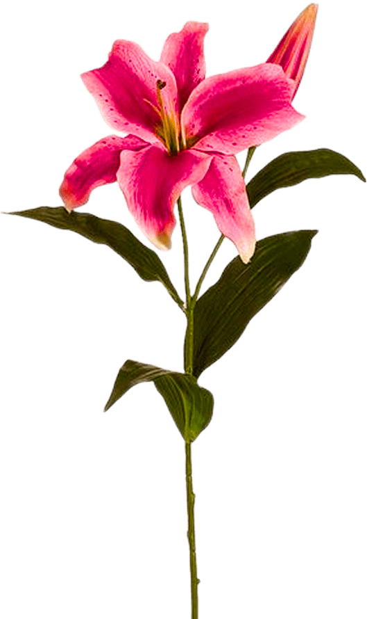 lily