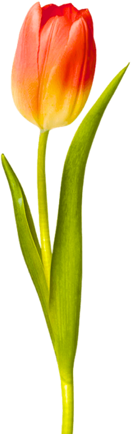 tulip