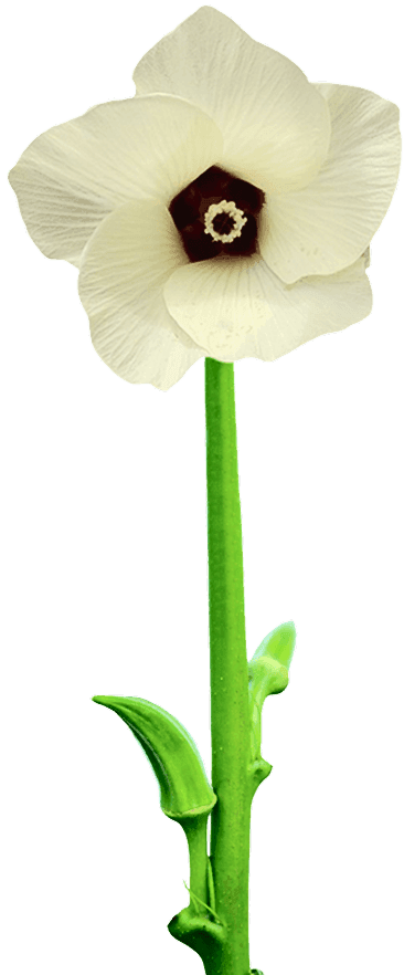 okra