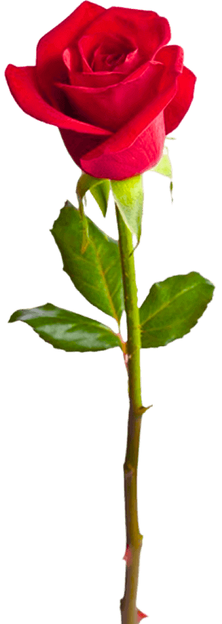 rose