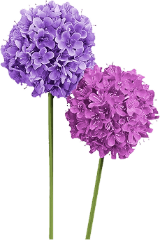 violets