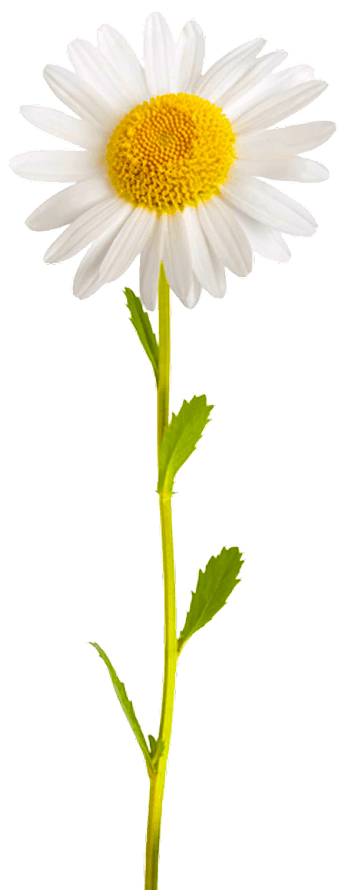 daisy