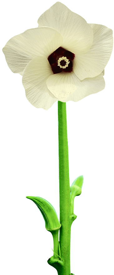 okra