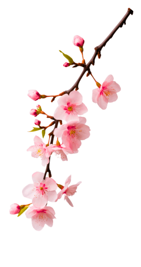sakura