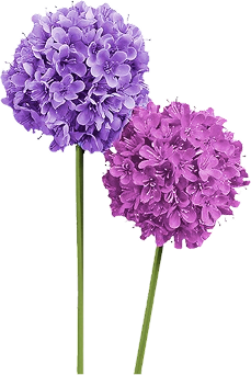 violets