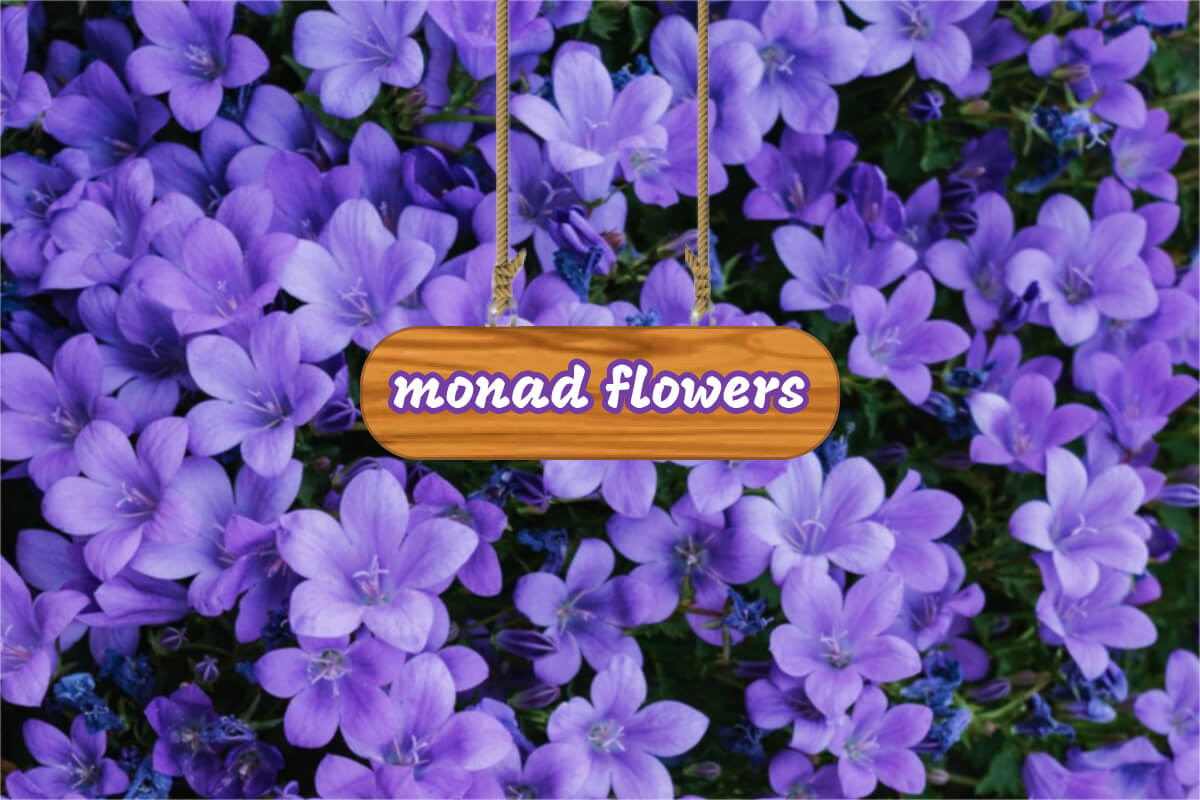 monad flowers - Farcaster Mini Apps