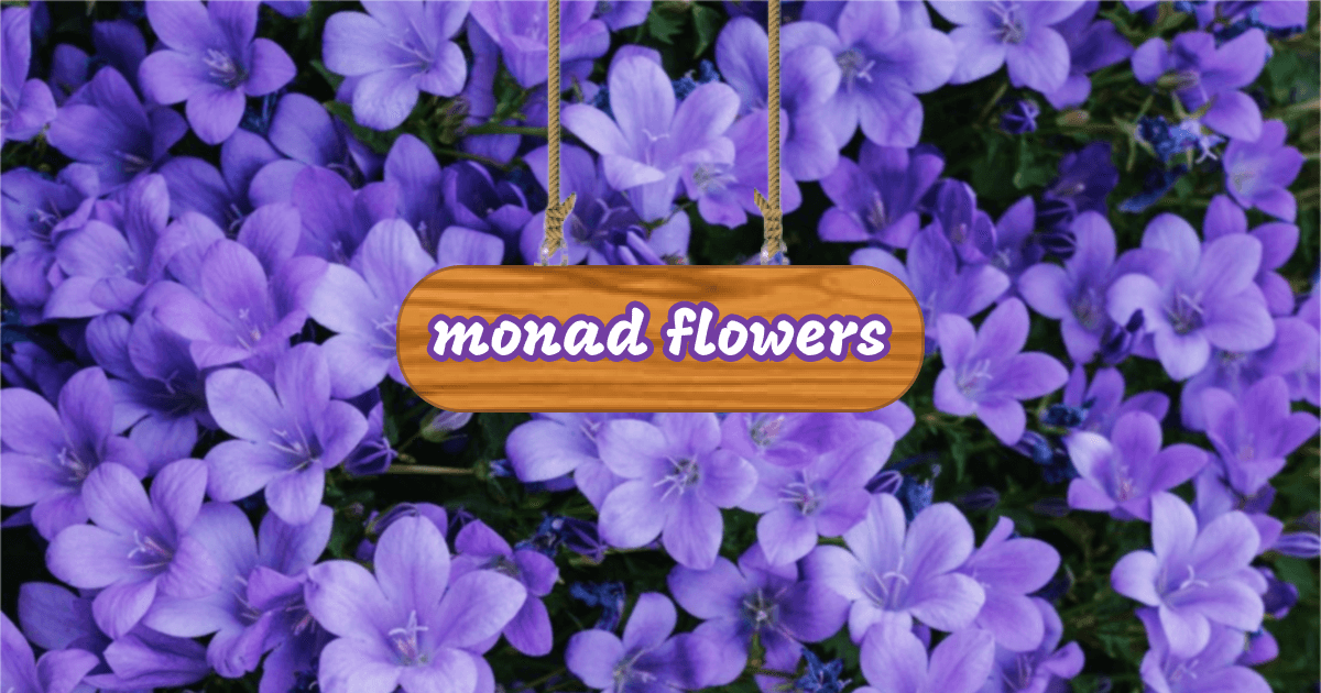 Gift flowers on Monad - Farcaster Mini Apps